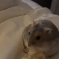 Noemie